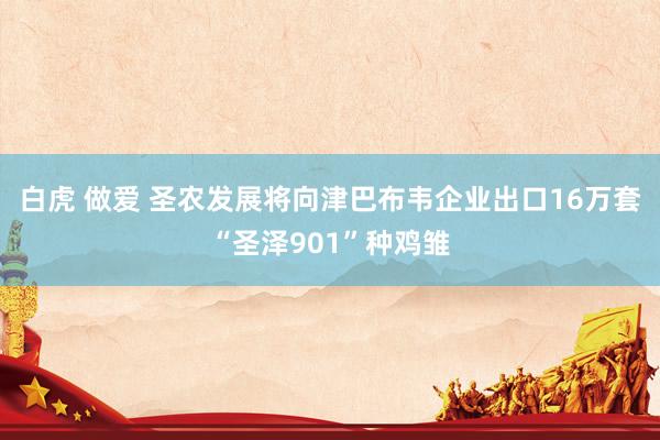 白虎 做爱 圣农发展将向津巴布韦企业出口16万套“圣泽901”种鸡雏